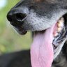 犬の口臭が気になるときはどうしたらいい？病気のリスクから適切なケアの方法まで解説