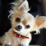 犬が人に声をかけられたときの心理３選　愛犬に話しかけると良い影響がある？