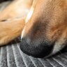 犬の鼻がいつも濡れているのはなぜ？乾燥しているときに確認すべきポイントとは
