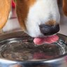 犬に水を与えるときの注意点とは？飲み水の適切な温度や進んで飲んでもらうための工夫まで
