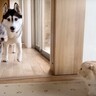 子猫が『ハスキー犬たち』を驚かせようとした結果…完全に想定外な展開が面白すぎると62万再生「吹いたw」「何度見ても可愛い」の声