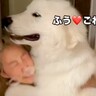 『1回だけ…お願い』深夜、突然たたき起こされたと思ったら超大型犬が…寝起きには辛すぎる『まさかの要求』に「重いｗ」「ふたりとも可愛い」