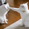 『多分、スイッチ押しちゃったよね』同居猫のおでこに触れた次の瞬間…思わず爆笑の光景が161万表示「押してしまったｗ」「あっ、て感じｗ」