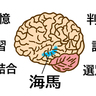 【体験者の声】海馬の萎縮からまさかの海馬が回復！？【認知機能改善30秒スクワット】