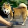 夫と散歩中の犬を『知らんぷりで通り過ぎてみた』結果…気付いた瞬間に見せた『想定以上の反応』が11万再生「目線が…」「嬉しいやつ」と絶賛