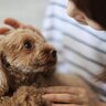 犬が『空気を読んでいるとき』の心理4つ　愛犬からの気遣いに対して飼い主ができることとは