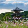 【コスモス】世界遺産とのコラボは奈良ならではの絶景！『法起寺周辺』（斑鳩町）