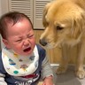 空腹で泣く赤ちゃん→大型犬が一生懸命に慰めようと…とんでもなく尊い光景が泣けると152万再生「なんて愛情深い子」「優しいお兄さん」と絶賛