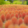 秋の草花、3,000株のコキアが新しく仲間入り　世羅「花夢の里」で花の観賞イベント