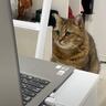 『リモート会議をしていた飼い主』→少し席を外した瞬間に、『猫』が…思わず爆笑の瞬間に「ほんと可愛いｗ」「参加したいｗ」の声