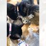 新入りの子猫がやって来たら、兄猫たちが…情報量が多すぎる『熱烈歓迎』に"大爆笑"1303万再生突破「入るのかーいｗ」「愛がすごいｗ」
