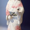 大磯町延台寺　｢虎御石｣を特別開帳　町内で陶人形の展示も