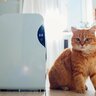 猫のいる部屋に『空気清浄機』は必要？使うメリットや選び方、使用する際の注意点を解説