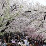 【動画】大阪城公園の桜が満開　多くの花見客でにぎわう