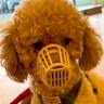 大好きな家族との死別で保護された犬→122日後…当時では考えられなかった『泣ける瞬間』が67万再生「うるうるした」「素敵すぎる」と感動