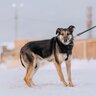 犬が『シッポを下げている』ときの心理５つ　どんな気持ちになっているの？愛犬が考えていることとは