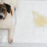 犬の『排泄物』からわかる体調のコンディションとは？ウンチやおしっこの状態で見るべきポイントまで