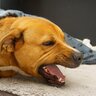 犬の『咳』が止まらない原因5選　様子見でも大丈夫？治療が必要な症状まで