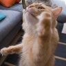 猫に『煮干し』は要注意な理由3つ　あげるなら適量を守って