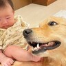 赤ちゃんが起きただけなのに、大型犬が…まさかの『溢れでる母性愛』が素晴らしすぎると39万再生「育てる気満々」「可愛くてたまらん…」