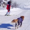 元プロスキーヤーの女性が『大型犬とゲレンデを滑った』結果…爽快感が凄い『カッコよすぎる爆走』が8万再生「優雅で素敵」「最高の遊び方」