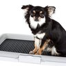 犬がみせる『おしっこ漏れそう』サイン4選　トイレに行かなくなる原因や我慢させない方法まで