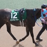 春のスプリント決定戦「高松宮記念」で過去10年3着内すら入れていない【死の馬番】に入ってしまった馬たちとは！？