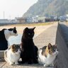 『野良猫』に対して絶対にやってはいけない4つのこと　起こり得るトラブルとは