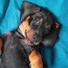 犬の体勢から読み取れる心理4つ　姿勢ごとに異なる理由や愛犬が感じている気持ちを解説