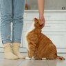 猫から『依存されやすい飼い主』に共通する特徴4つ　甘えと依存の見分け方も