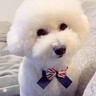 真っ白なフワフワ犬をトリミング→失敗してしまった結果…思わず吹いてしまう『衝撃的なビフォーアフター』に「爆笑したｗｗ」「優勝」の声