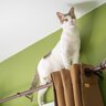 『私に合う猫』はどう選べばいい？性格やライフスタイルなど、“相性バッチリ”な猫を見極める5つのポイント