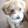 犬が『上目遣い』で飼い主を見つめる理由5選　何か要求があるの？主な心理や正しい対応まで