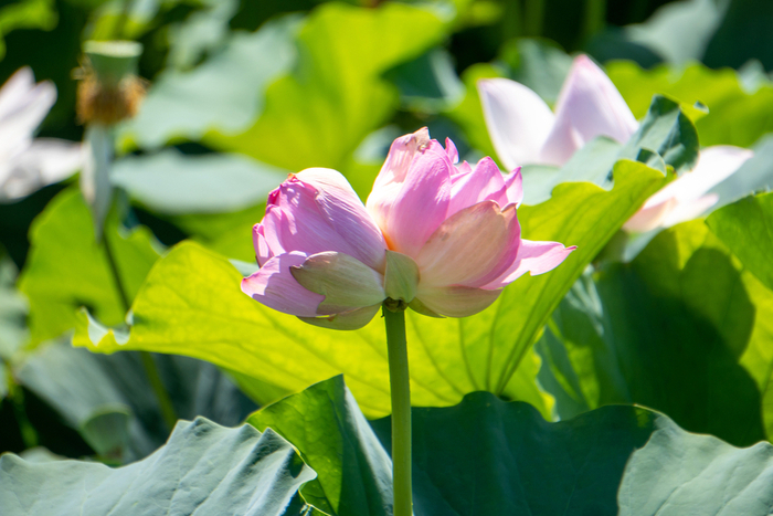 AqrN6ZEr8hvRuGCKSskqoBeXolPnMS