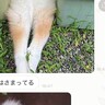 娘から突然のLINE…送られてきた『愛犬の写真』が想定外すぎると爆笑「見事な挟まりっぷりに笑ったｗ」「なぜか困ってて草」と94万表示