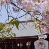 日本建国の地、奈良県橿原市の「橿原神宮」に咲き誇る桜を堪能しよう