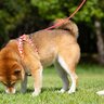 犬にストレスや苦痛を与える『ハーネス』4選　愛犬に適したものを選ぶポイントとは？