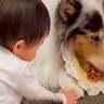 赤ちゃんに『大好きなオヤツ』を取られた犬→絶対に怒らない『優しすぎる光景』に絶賛の声「安心して見ていられる」「偉いお姉さん」