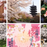 【京都・桜2025】穴場のお花見スポット、グルメ、桜のお守りも！京都の春を楽しむための特選記事