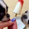 犬の姉妹に『ワンコ用アイス』をあげた結果…争奪戦の果てに起こった『予想外のハプニング』が1万再生「肉球アタックｗ」「気の毒で笑う」と爆笑