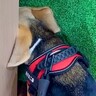 破格で叩き売りされていた『売れ残りの犬』を飼った結果…絶対に幸せにしたくなる『衝撃的な行動』が206万再生「守ってあげたい」「可愛い」