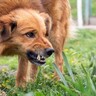 愛犬が激怒したときに見せる仕草や行動5つ　怒る原因と絶対にやってはいけないNG行為を解説