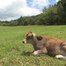 里山の夏を満喫！山地酪農『ペアツリーファーム』で搾りたてジャージー牛乳と濃厚ソフトクリーム　日帰り温泉『ひまわりの湯』も＠長野県平谷村