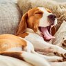 犬が『心地よく眠れる場所』の条件とは？愛犬が快適に休める環境の整え方とは