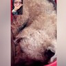『最後になるかもしれないから…』遠くにいる娘が寝たきりの犬とビデオ通話をしたら…涙が止まらない光景と『まさかの展開』が100万再生