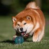 『ドジな犬』に共通する4つの特徴　おっちょこちょいな行動の原因から注意点まで