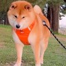 歩いている犬の前に『突然落ちてきた物』→意外すぎる反応が可愛いと78万再生「笑顔になってるの和む」「すごいタイミングｗ」と爆笑