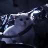 『後ろ足が麻痺した子猫』をエンジンルームから救出して…『1ヵ月間の軌跡』に感動する人続出「情熱に感動」「奇跡は起きます」と11万再生