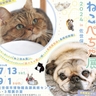 長崎・佐世保で猫と鼻ぺちゃ犬の合同写真展『ねこぺちゃ展