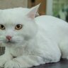 猫に『サマーカット』って必要？メリット・デメリットを解説　したほうがいい猫もいる！